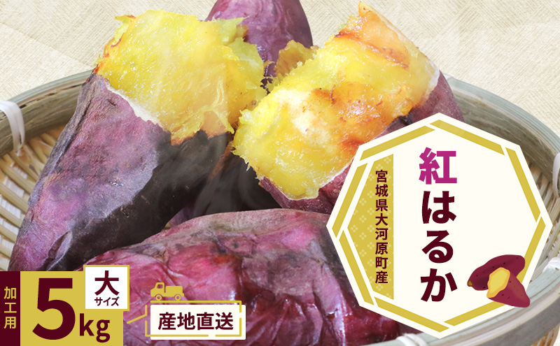 さつまいも 約5kg 紅はるか 加工用 大きいサイズ サツマイモ 宮城県産 甘い 秋 冬 スイーツ いも 産地直送 宮城県 大河原町