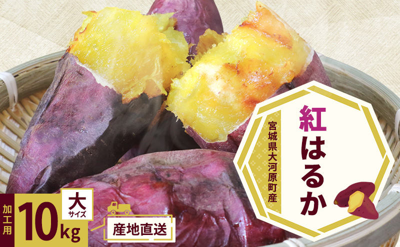 さつまいも 約10kg 紅はるか 加工用 大きいサイズ サツマイモ 宮城県産 甘い 秋 冬 スイーツ いも 産地直送 宮城県 大河原町