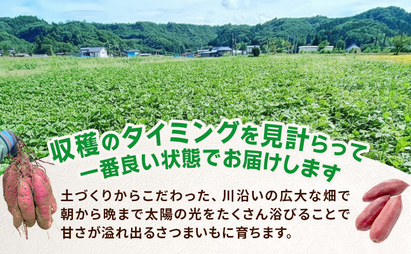 さつまいも 約10kg ふくむらさき 加工用 大きいサイズ サツマイモ 宮城県産 甘い 秋 冬 スイーツ いも 産地直送 宮城県 大河原町