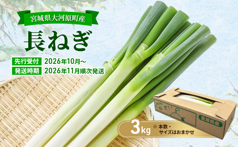 長ねぎ 約3kg 新鮮 野菜 ねぎ 葱 野菜 やさい 新鮮 鍋 薬味 焼きネギ 業務用 家庭用 宮城県 大河原町