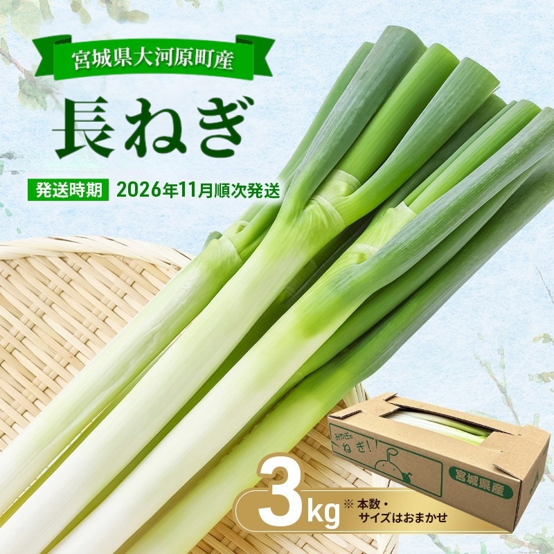 長ねぎ 約3kg 新鮮 野菜 ねぎ 葱 野菜 やさい 新鮮 鍋 薬味 焼きネギ 業務用 家庭用 宮城県 大河原町