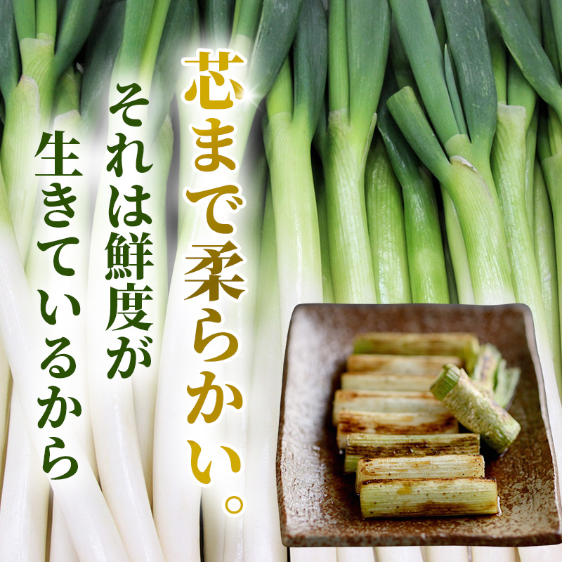 長ねぎ 約3kg 新鮮 野菜 ねぎ 葱 野菜 やさい 新鮮 鍋 薬味 焼きネギ 業務用 家庭用 宮城県 大河原町