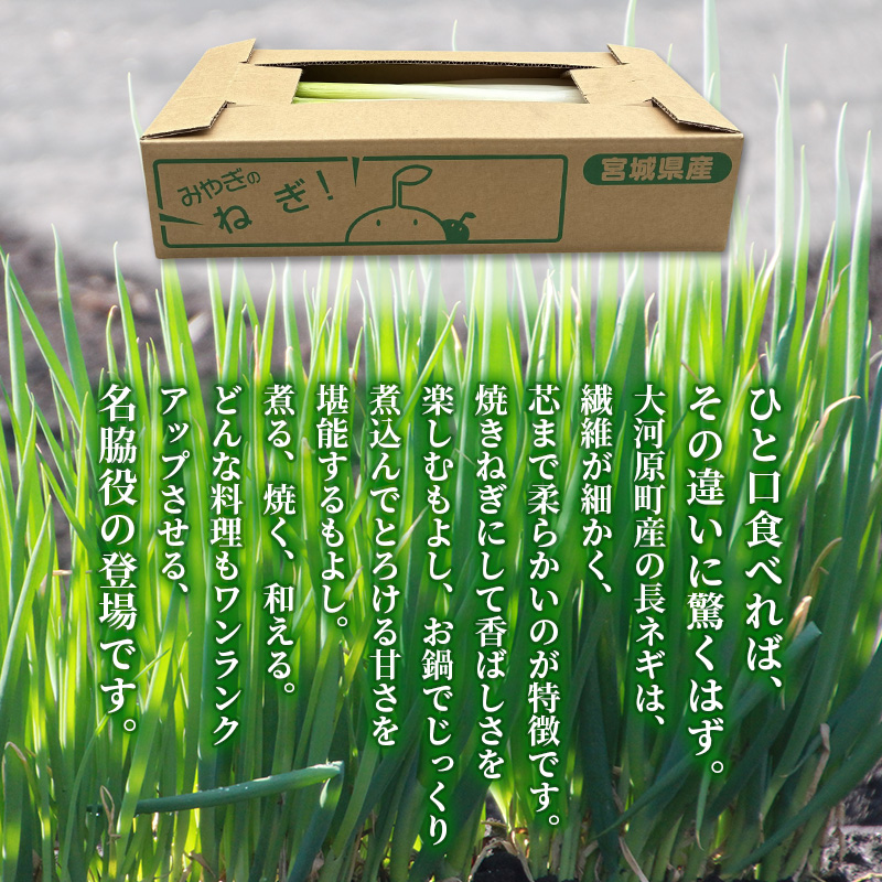 長ねぎ 約3kg 新鮮 野菜 ねぎ 葱 野菜 やさい 新鮮 鍋 薬味 焼きネギ 業務用 家庭用 宮城県 大河原町