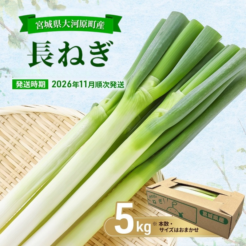 長ねぎ 約5kg 新鮮 野菜 ねぎ 葱 野菜 やさい 新鮮 鍋 薬味 焼きネギ 業務用 家庭用 宮城県 大河原町