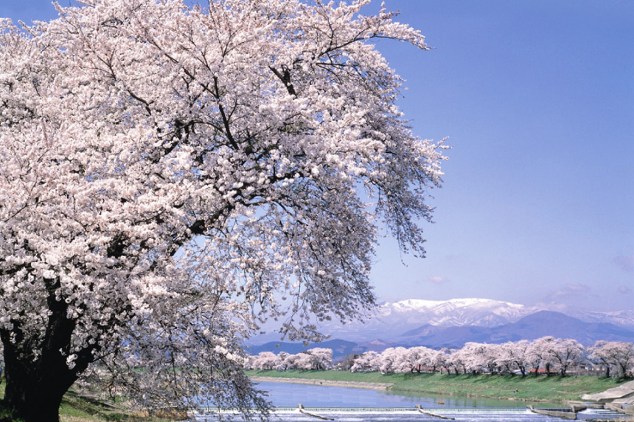 千本桜を、1000年先に。