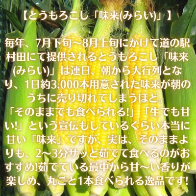 【先行受付2024年】とうもろこし味来(みらい　約3.0kg)　数量限定【配送不可地域：離島】【1451274】