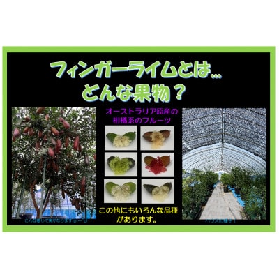 ãå®®åçæç°çºç£ããã£ã³ã¬ãŒã©ã€ã MIXã100gÃ1ããã¯ãé
éäžå¯å°åïŒé¢å³¶ãã1747195ã