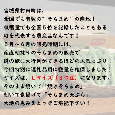 【先行受付2025年】そらまめ 約4kg Lサイズ 宮城県村田町産【配送不可地域：離島】【1451277】