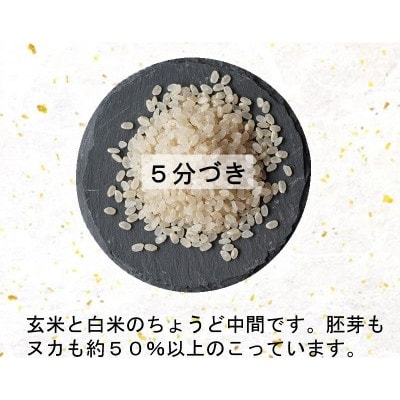 【新米】令和6年産　宮城県産ひとめぼれ10kg　5分づき【1552904】