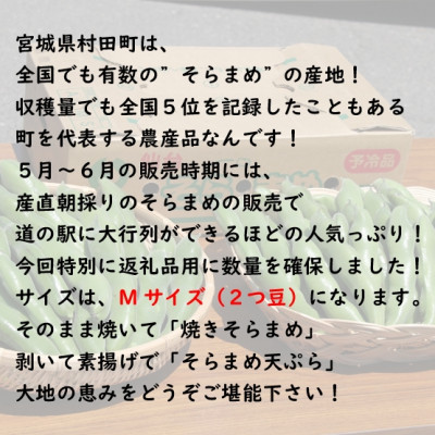 【先行受付2025年】そらまめ 約4kg Mサイズ 宮城県村田町産【配送不可地域：離島】【1451278】