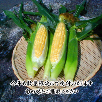 【先行受付2026年】とうもろこし味来(みらい　約3.0kg)　数量限定【配送不可地域：離島】【1451274】