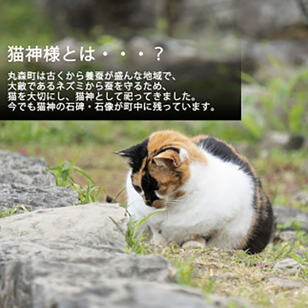 猫神様のケーキ缶3缶セット（3種×1缶） 猫 チーズ ケーキ 缶 シフォン グラノーラ いちご お菓子 デザート スイーツ【0610901】