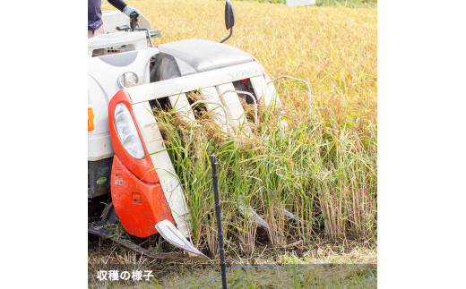 シ懈焚驥城剞螳夲シ槫ョョ蝓守恁荳ク譽ョ逕コ逕」 繧ウ繧キ繝偵き繝ェ 10kg(5kgテ2) | 縺オ繧九&縺ィ邏咲ィ 螳ョ蝓守恁 荳ク譽ョ 邀ウ 邊セ邀ウ 逋ス邀ウ 10kg 5kg 繧ウ繧キ繝偵き繝ェ 縺薙@縺イ縺九j 謨ー驥城剞螳 貂幄セイ阮ャ 縺雁叙繧雁ッ縺 繝ッ繝ウ繧ケ繝医ャ繝 繝槭う繝壹シ繧ク縲縺溘※繧縺セ繧「繧ー繝ェ繧オ繝シ繝薙せ 荳ク譽ョ逕コ縲1110101縲