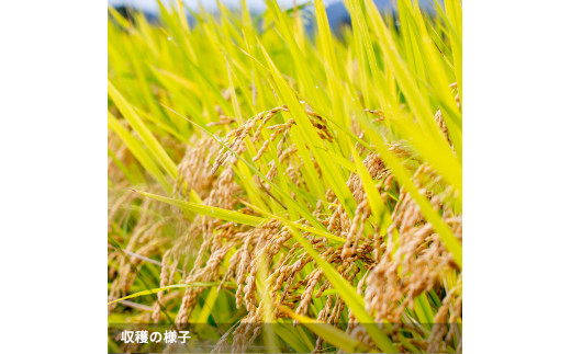 シ懈焚驥城剞螳夲シ槫ョョ蝓守恁荳ク譽ョ逕コ逕」 繧ウ繧キ繝偵き繝ェ 10kg(5kgテ2) | 縺オ繧九&縺ィ邏咲ィ 螳ョ蝓守恁 荳ク譽ョ 邀ウ 邊セ邀ウ 逋ス邀ウ 10kg 5kg 繧ウ繧キ繝偵き繝ェ 縺薙@縺イ縺九j 謨ー驥城剞螳 貂幄セイ阮ャ 縺雁叙繧雁ッ縺 繝ッ繝ウ繧ケ繝医ャ繝 繝槭う繝壹シ繧ク縲縺溘※繧縺セ繧「繧ー繝ェ繧オ繝シ繝薙せ 荳ク譽ョ逕コ縲1110101縲