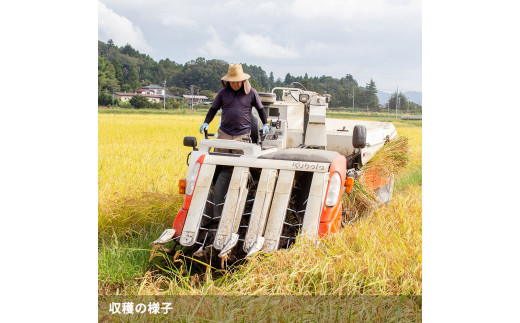 シ懈焚驥城剞螳夲シ槫ョョ蝓守恁荳ク譽ョ逕コ逕」 繧ウ繧キ繝偵き繝ェ 10kg(5kgテ2) | 縺オ繧九&縺ィ邏咲ィ 螳ョ蝓守恁 荳ク譽ョ 邀ウ 邊セ邀ウ 逋ス邀ウ 10kg 5kg 繧ウ繧キ繝偵き繝ェ 縺薙@縺イ縺九j 謨ー驥城剞螳 貂幄セイ阮ャ 縺雁叙繧雁ッ縺 繝ッ繝ウ繧ケ繝医ャ繝 繝槭う繝壹シ繧ク縲縺溘※繧縺セ繧「繧ー繝ェ繧オ繝シ繝薙せ 荳ク譽ョ逕コ縲1110101縲
