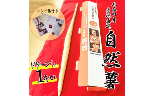 【先行予約】丸森町産 自然薯1kg 専用化粧箱入り レシピ集付き｜冬季限定 贈り物へもぴったり！ドドーンと1kgお届け【12103】