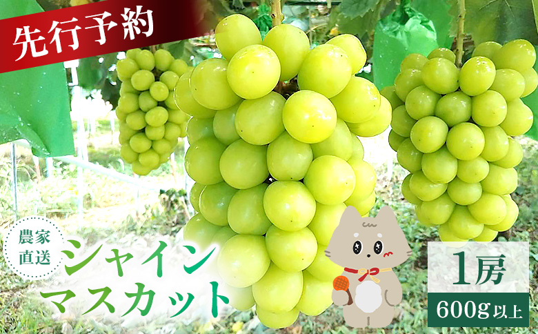 【先行予約】《2026年9月下旬～11月下旬出荷》 宮城県丸森町産 シャインマスカット　1房(1房 600g以上)|宮城県 宮城 丸森町 丸森 シャインマスカット ぶどう ブドウ 葡萄 600g以上 1房 フルーツ 期間限定  産地直送  ふるさと納税【48002】