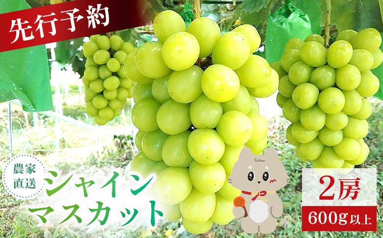 【先行予約】《2026年9月下旬～11月下旬出荷》 宮城県丸森町産 シャインマスカット　2房(1房 600g以上)|宮城県 宮城 丸森町 丸森 シャインマスカット ぶどう ブドウ 葡萄 600g以上 2房 フルーツ 期間限定  産地直送  ふるさと納税【4800302】