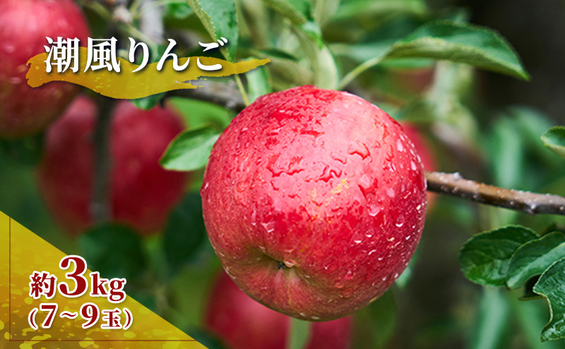 旬のおすすめ 潮風りんご 約3kg×1箱（目安：7～9玉）