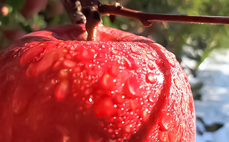 貎ョ鬚ィ繧翫s縺斐ず繝・繝シ繧ケ 1Lテ3譛ャ