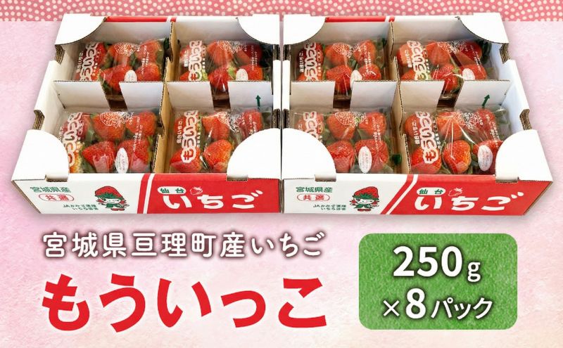 【1月配送】いちご 亘理町のいちご もういっこ 250g × 8パック オンライン決済限定 先行受付中！！ 苺 果物 フルーツ イチゴ セット