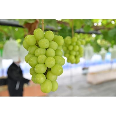 【2026年　秋発送分】〜シャインマスカット〜 約800g　 Domaine MARUTA【配送不可地域：離島】【1060797】