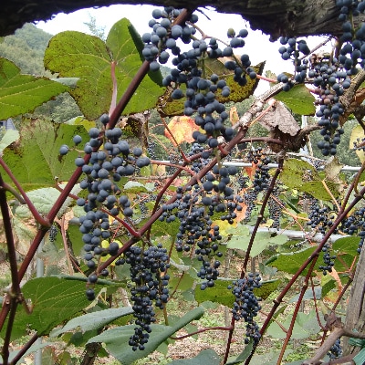「マルタのきぶどう」詰合せセット(600ml×3本)【配送不可地域：離島】【1241163】