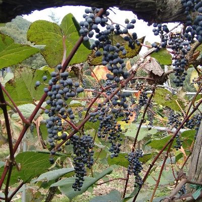 「山ぶどう原液」詰合せセット(600ml×2本)【配送不可地域：離島】【1241165】