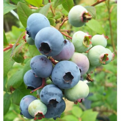 ãã²ããŸæèŸ²åã®ãžã§ã©ãŒãã»ããããã«ãŒããªãŒÃ4 å ã€ããžã¯(ããªã¬ãœãªãšã¹)Ã4 åããé
éäžå¯å°åïŒé¢å³¶ãã1419828ã