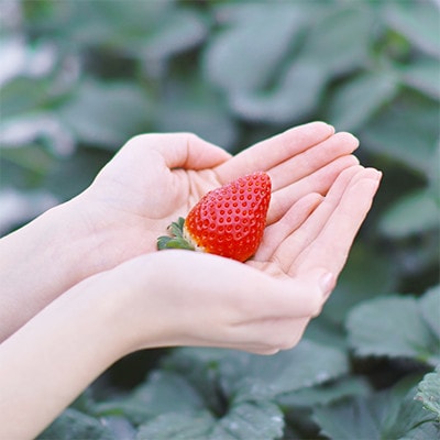 【毎月定期便】ミガキイチゴ・レギュラー(250g×4P)全3回【配送不可地域：離島】【4061513】