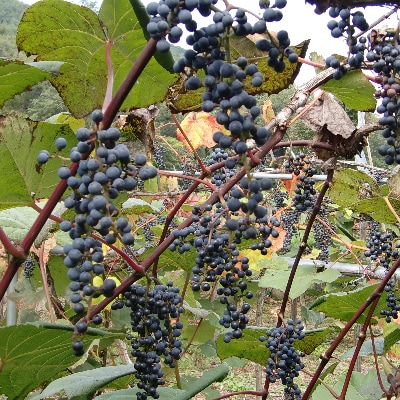 「山ぶどう原液」詰合せセット(600ml×6本)【配送不可地域：離島】【1241166】