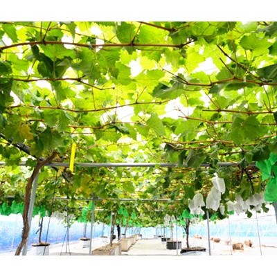 【2026年　秋発送分】〜シャインマスカット〜　約600g　Domaine MARUTA【配送不可地域：離島】【1048876】