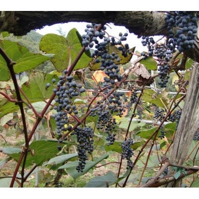 マルタのきぶどう1000ml×6本【配送不可地域：離島】【1525534】