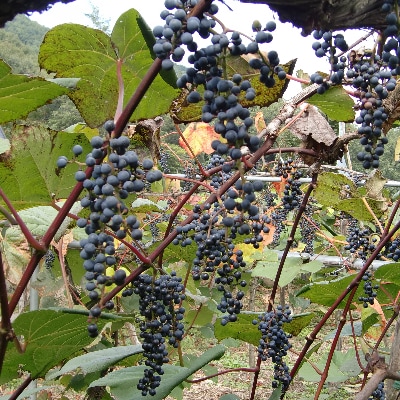 「マルタのきぶどう」詰合せセット(600ml×2本)【配送不可地域：離島】【1241160】