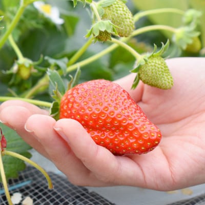 宮城いちご 2品種食べ比べセット 8パック【配送不可地域：離島・北海道・沖縄県・信越、北陸・近畿・中国・四国・九州】【1693722】