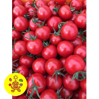 山のふ元のあまトマト(フルティカ・小鈴の詰め合わせセット)【配送不可地域：離島】【1342343】