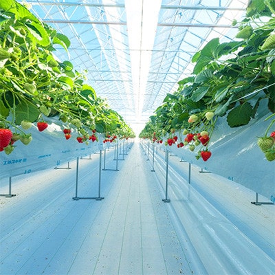 【毎月定期便】ミガキイチゴ・レギュラー(250g×4P)全3回【配送不可地域：離島】【4061513】