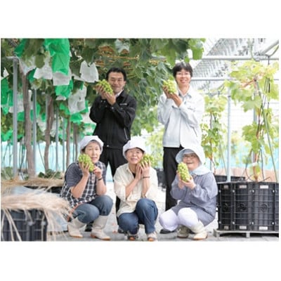 【2026年　秋発送分】〜シャインマスカット〜　2〜3房(約1.1kg)Domaine MARUTA【配送不可地域：離島】【1449581】