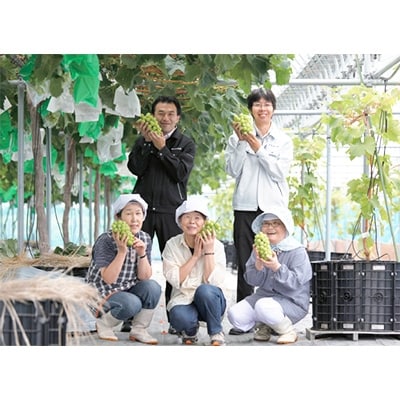 【2026年　秋発送分】〜シャインマスカット〜 約800g　 Domaine MARUTA【配送不可地域：離島】【1060797】