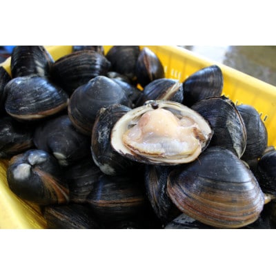 ホッキ貝15個(3〜4kg)【宮城県山元町磯浜漁港直送】獲れたての大粒北寄貝をお届けします 刺身でも【配送不可地域：離島】【1479869】