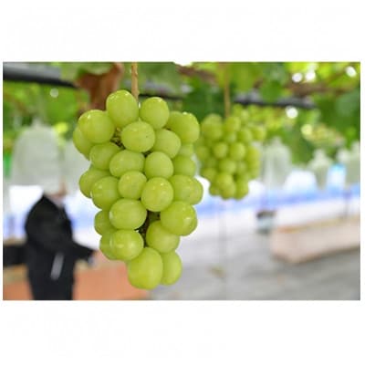 【2026年　秋発送分】〜シャインマスカット〜　2〜3房(約1.1kg)Domaine MARUTA【配送不可地域：離島】【1449581】