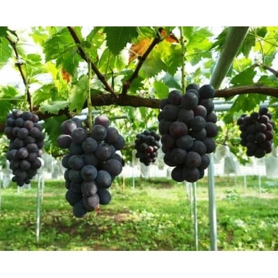 【2026年　発送分】〜高墨 約1kg(2〜3房)〜【配送不可地域：離島】【1105586】