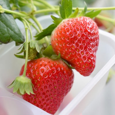 å®®åãã¡ã 2åçš®é£ã¹æ¯ã¹ã»ãã 4ããã¯ãé
éäžå¯å°åïŒé¢å³¶ã»åæµ·éã»æ²çžçã»ä¿¡è¶ãåéžã»è¿ç¿ã»äžåœã»ååœã»ä¹å·ãã1693714ã