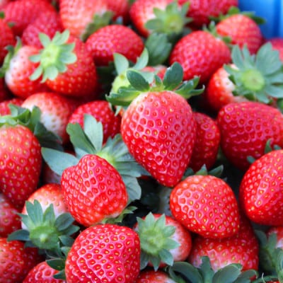 宮城いちご 2品種食べ比べセット 8パック【配送不可地域：離島・北海道・沖縄県・信越、北陸・近畿・中国・四国・九州】【1693722】