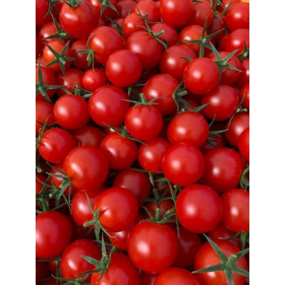 【発送月固定定期便】山のふ元のあまトマト(フルティカ・小鈴の詰め合わせセット)全6回全6回【配送不可地域：離島】【4079900】