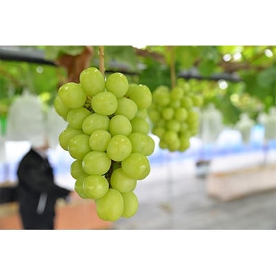 【2026年　秋発送分】〜シャインマスカット〜　約600g　Domaine MARUTA【配送不可地域：離島】【1449582】