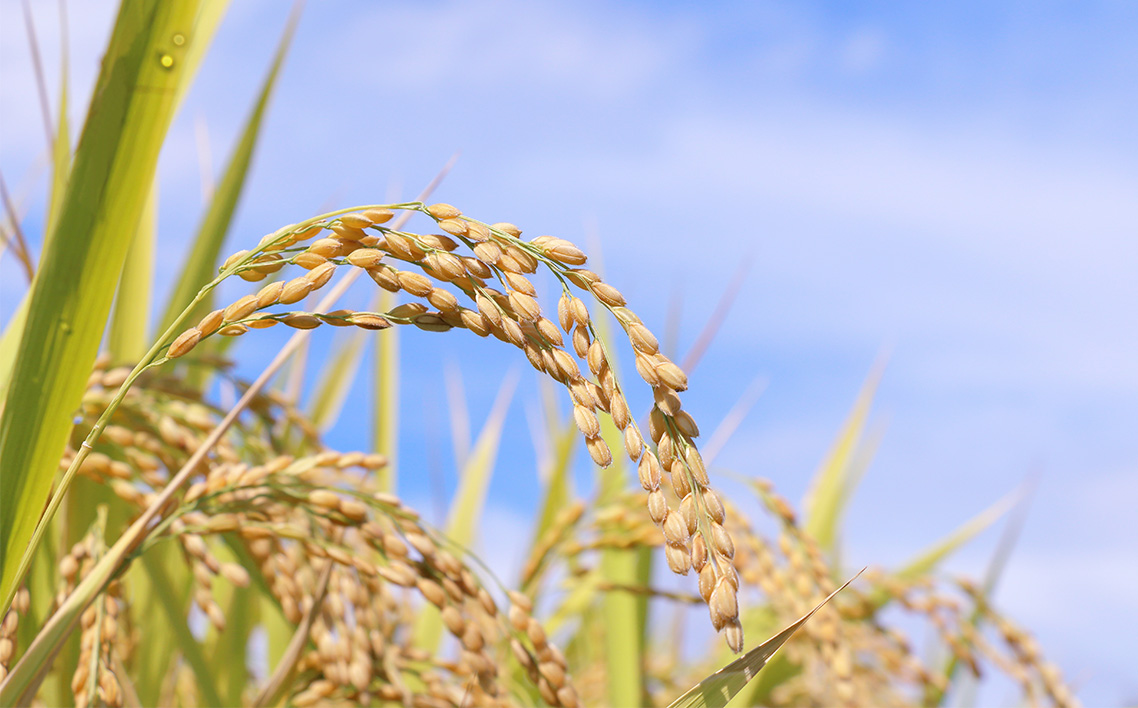 縲蝉サ、蜥7蟷エ蠎ヲ逕」縲第收蟲カ逕」繧オ繧オ繝九す繧ュ5kgテ2陲 No.092