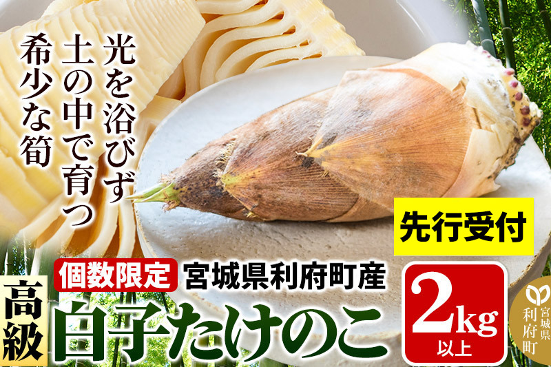 【先行受付 2026年4月以降発送】宮城県利府町産 採れたて 高級白子たけのこ 皮付き2kg以上（2〜6本）筍 タケノコ 野菜 国産 新鮮 旬