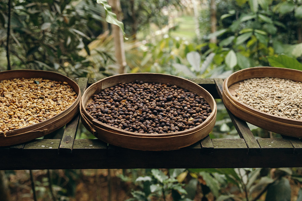 ã³ãŒã㌠ã€ã³ããã·ã¢ ãã³ããªã³ 3è¢ïŒèšçŽ500gïŒ å®®åçå©åºçºïŒç²ïŒ