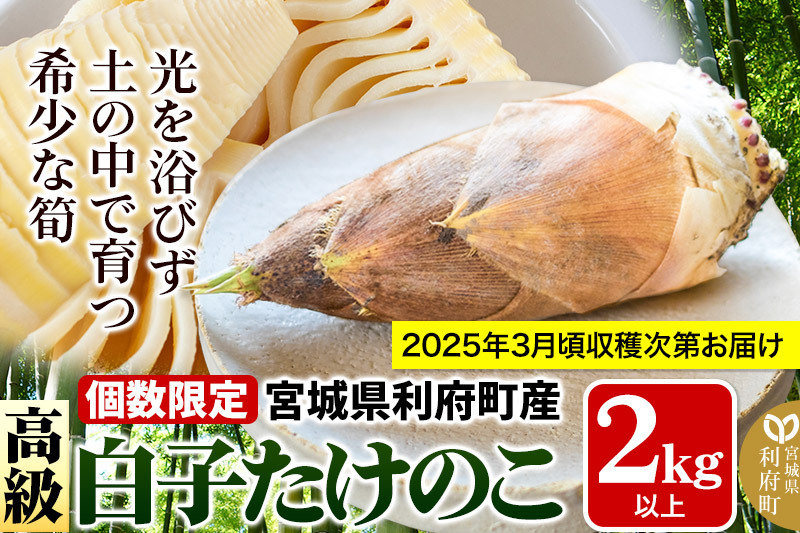 宮城県利府町産 採れたて 高級白子たけのこ 皮付き2kg以上（2〜6本）筍 タケノコ 野菜 国産 新鮮 旬